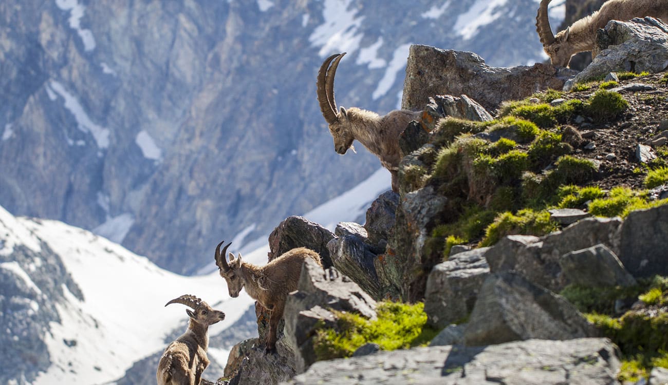 Guided-Hiking-Vacations-Alpine-Wildlife-Swisskisafari