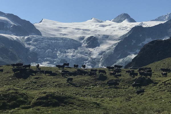Wild-and-wonderful-summer-in-the-Alps-Swisskisafari