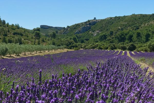 From-the-Alps-to-the-Alpilles-Provence-Swisskisafari