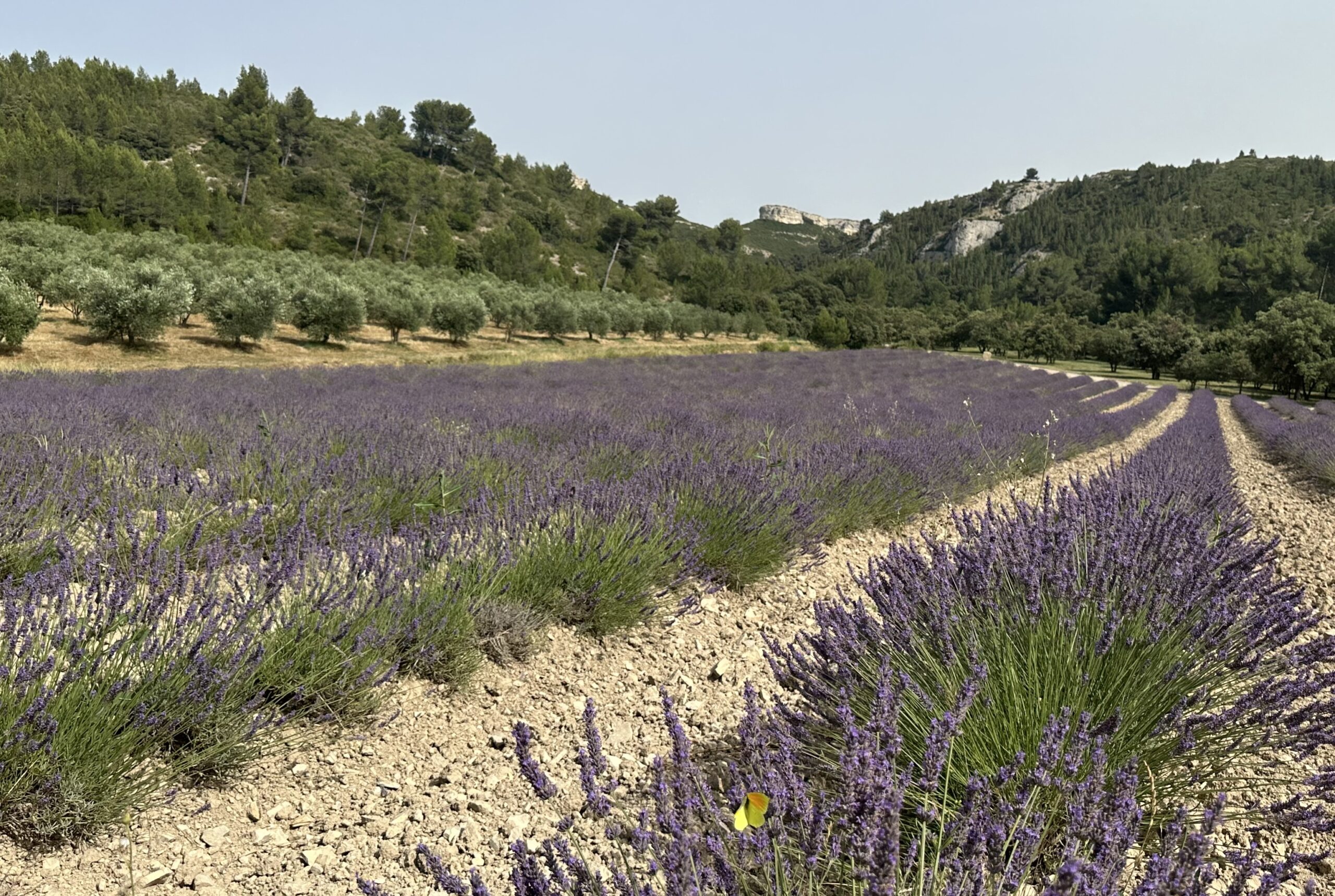 Hiking from the Alps to the Alpilles