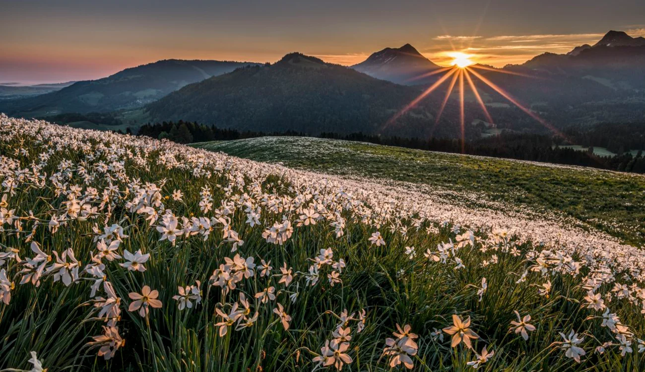 Guided-Luxury-Hiking-in-the-Swiss-Alps-Longevity-Wellness-Safari
