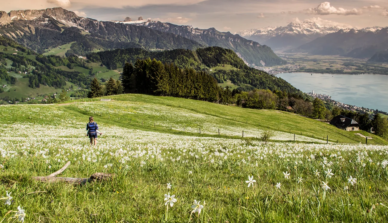 A woman hikes through a vibrant Alpine flower field on a luxury wellness hiking safari in the Alps