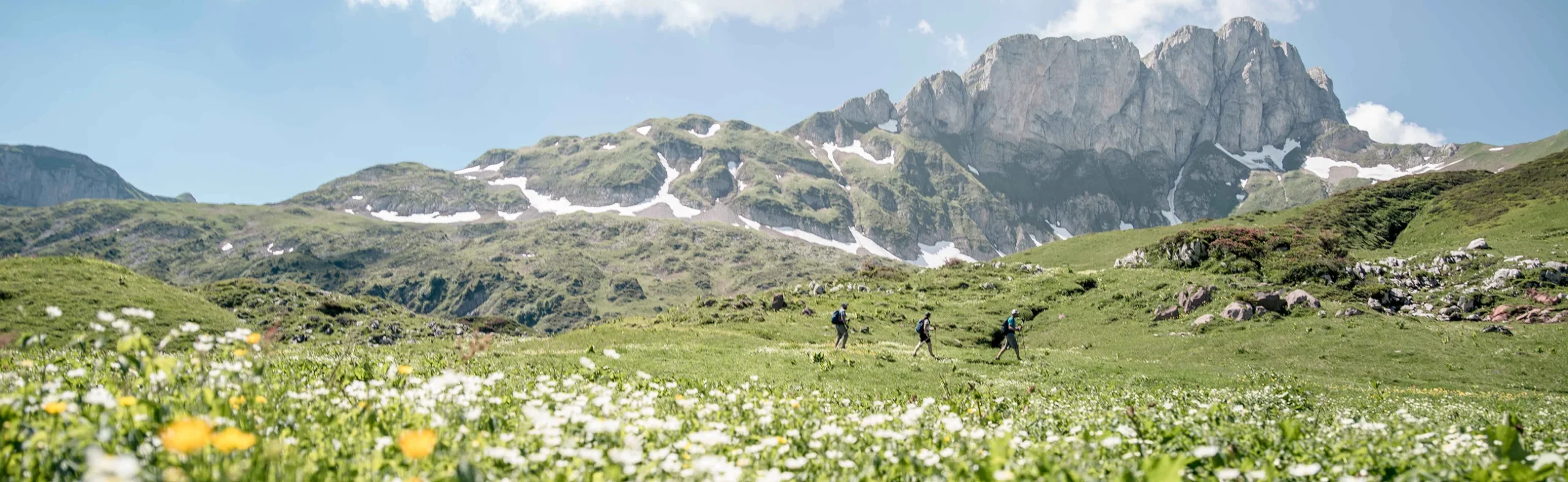 Two hikers walking through a flowering pasture with mountain summits in the background