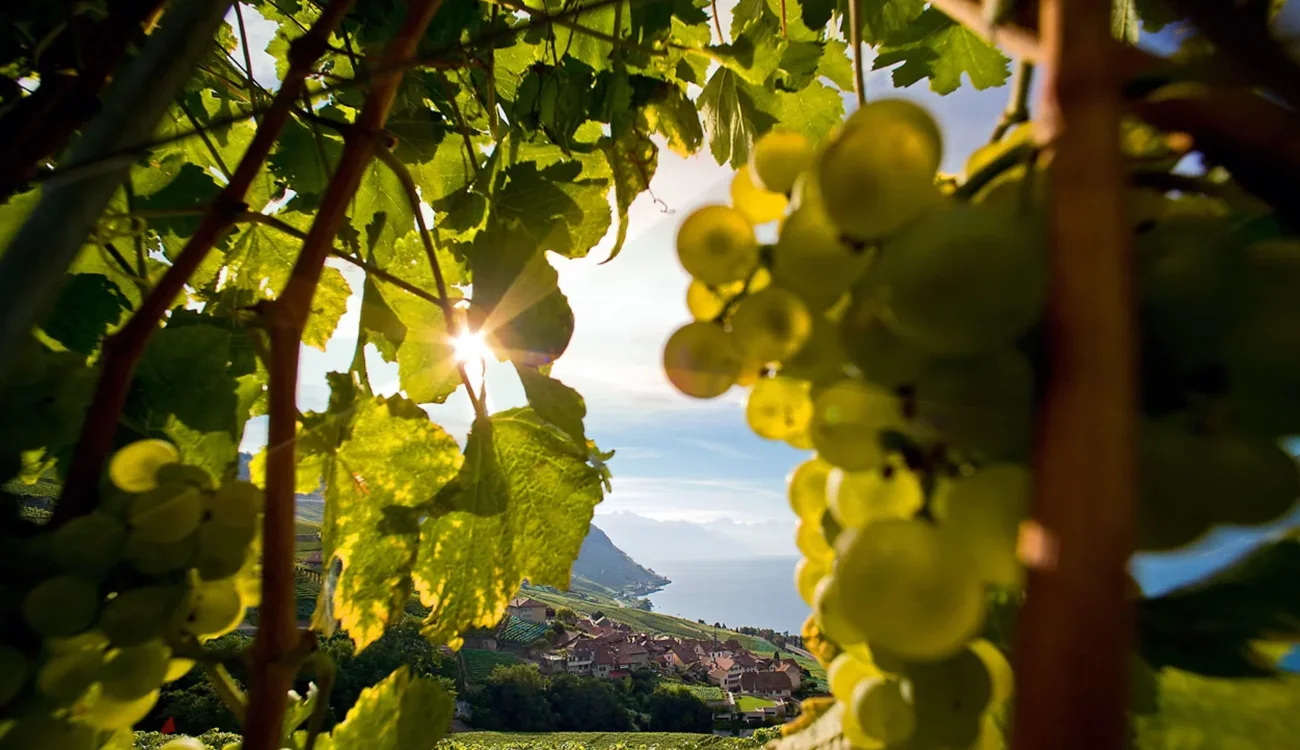 A Swiss vineyard at sunset surrounding the luxury accommodation of a bespoke wellness and hiking safari programme in the Swiss Alps