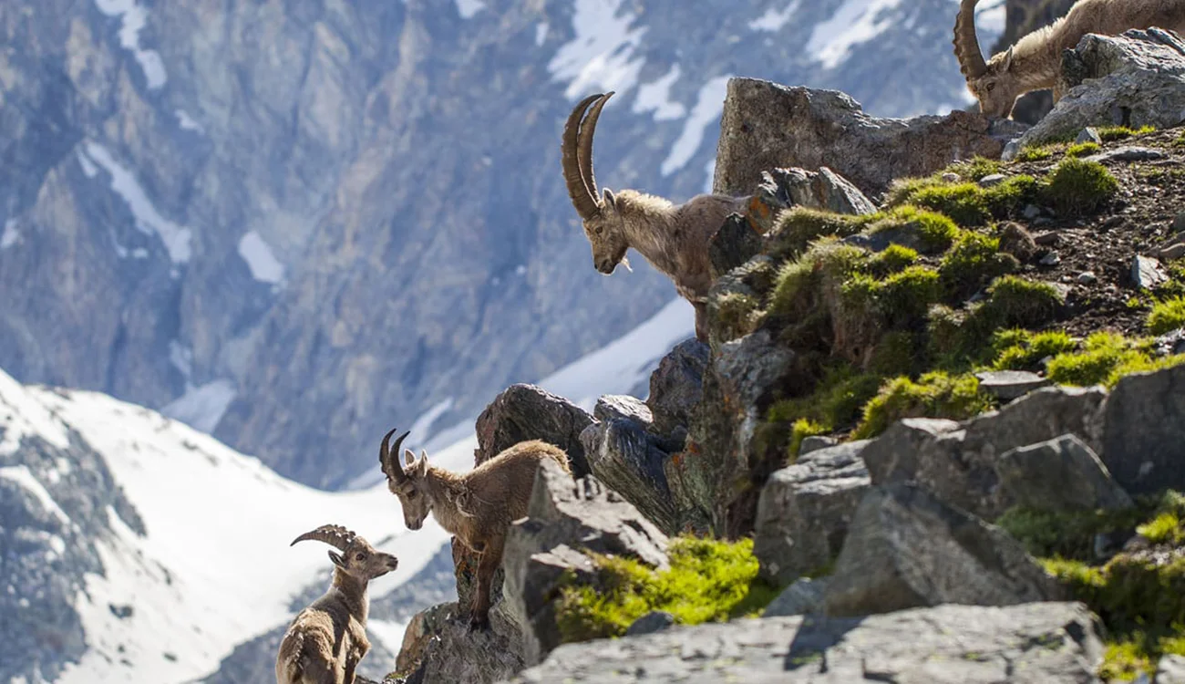 A small herd of alpine animal rest among rocks on a high mountain ridge in the Alps