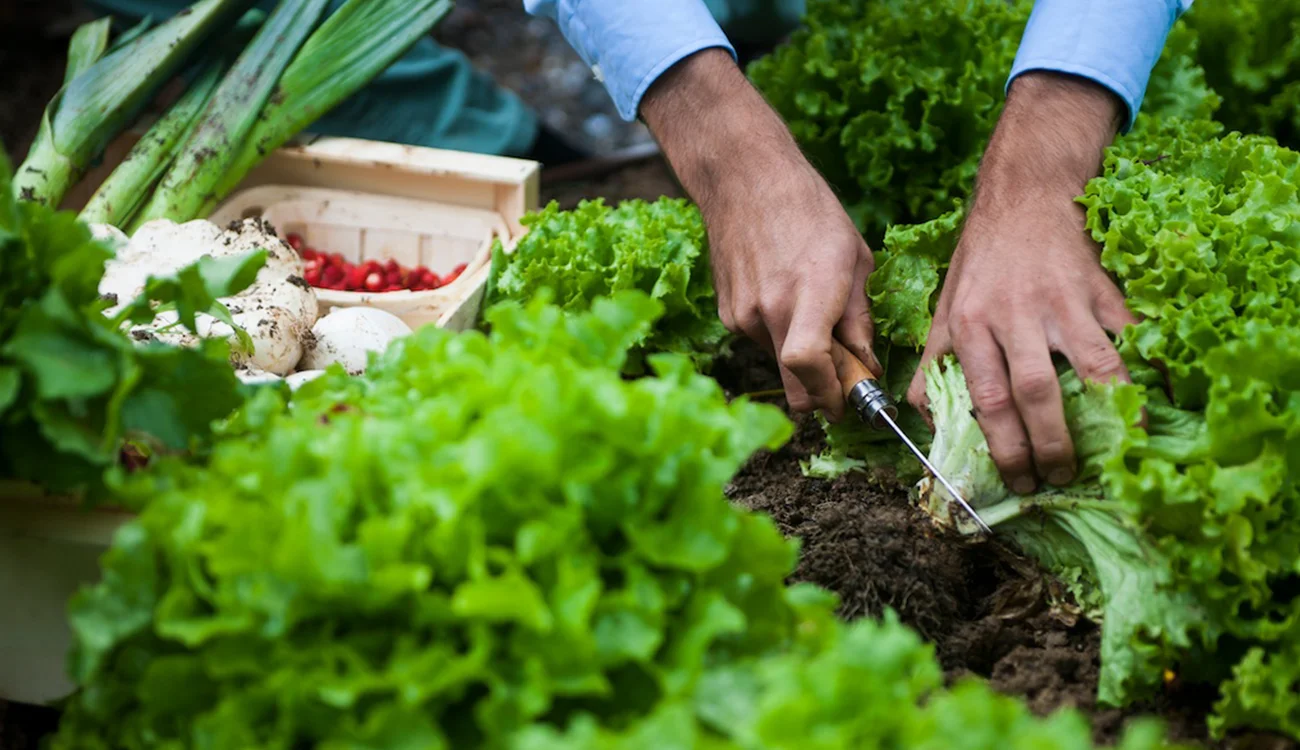 A productive hotel kitchen garden in an Alpine setting, with rows of fresh vegetables and herbs